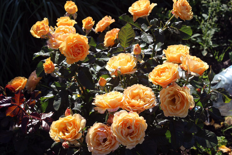 Амбер квин роза описание фото