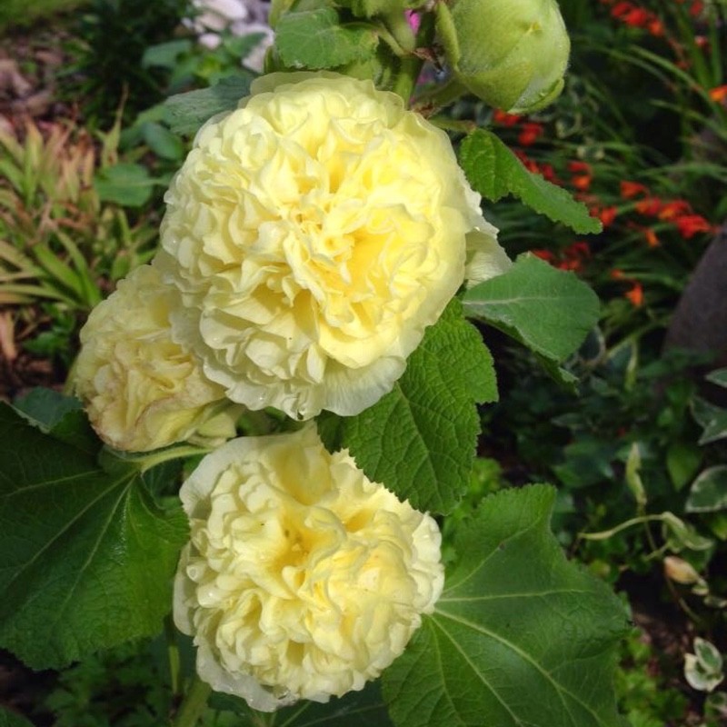 Шток роза желтая фото в саду