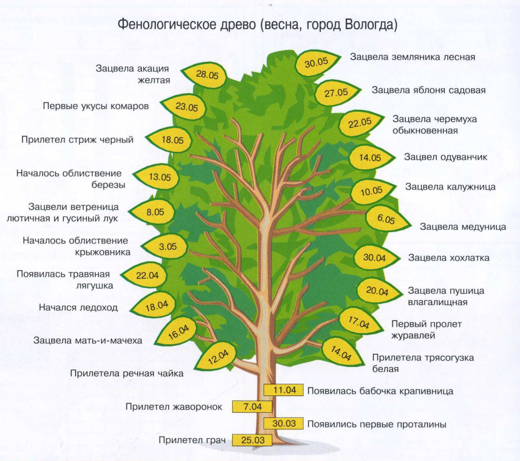 Древо цикл. Фенологические наблюдения весной. Фенологический календарь растений. Дерево наблюдений. Фенологическое дерево.