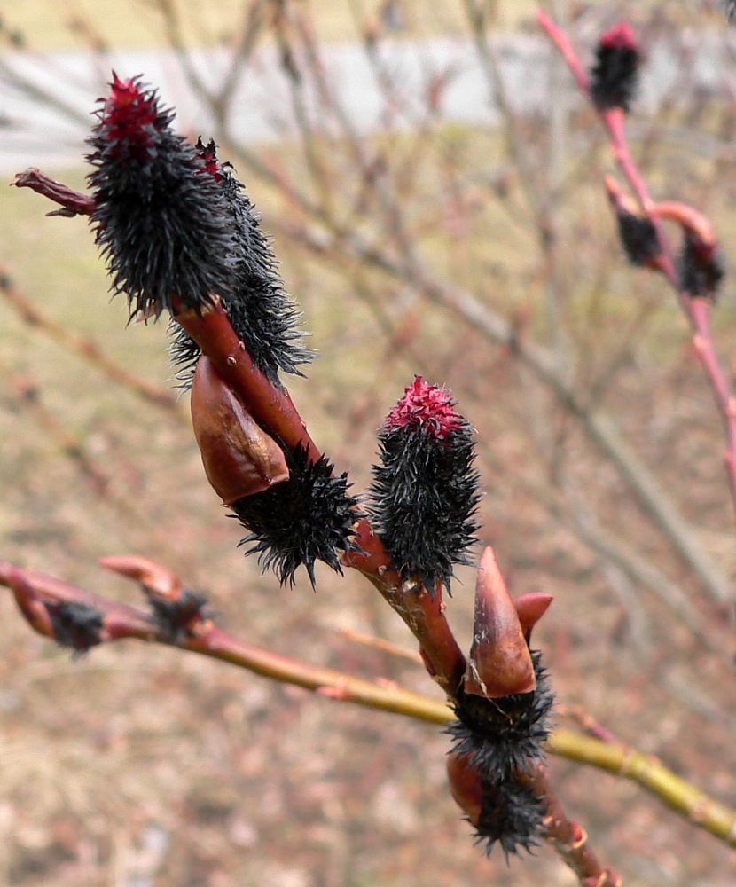 Ива тонкостолбиковая/Salix gracilistyla 'melanostachys'