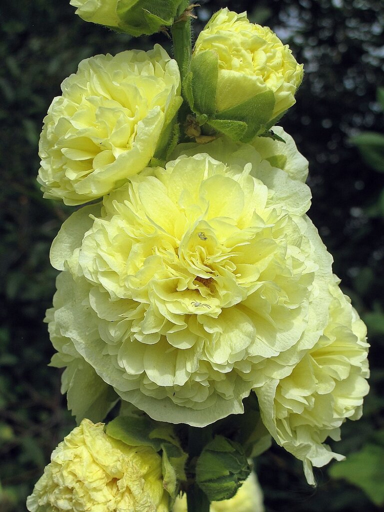 Шток роза желтая фото в саду